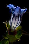 Gentiana calycosa - Hiker's Gentian